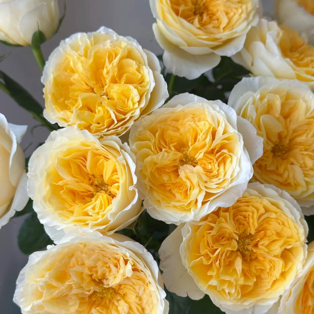 Vibrant Beatrice roses with yellow centers and white petals, premium garden collection at RosesPlant