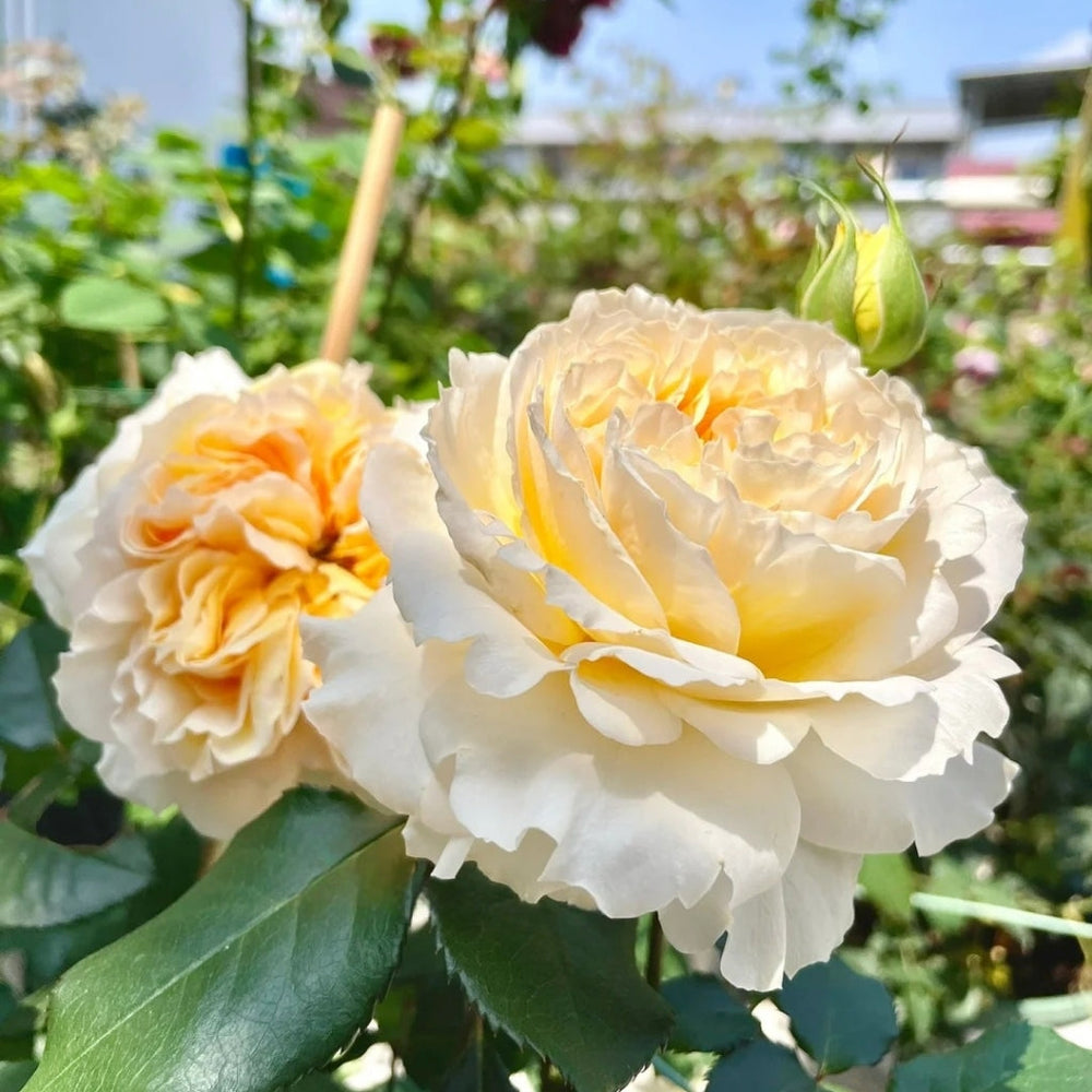 Beatrice roses with yellow centers, growing in sunny garden with clear blue sky at RosesPlant