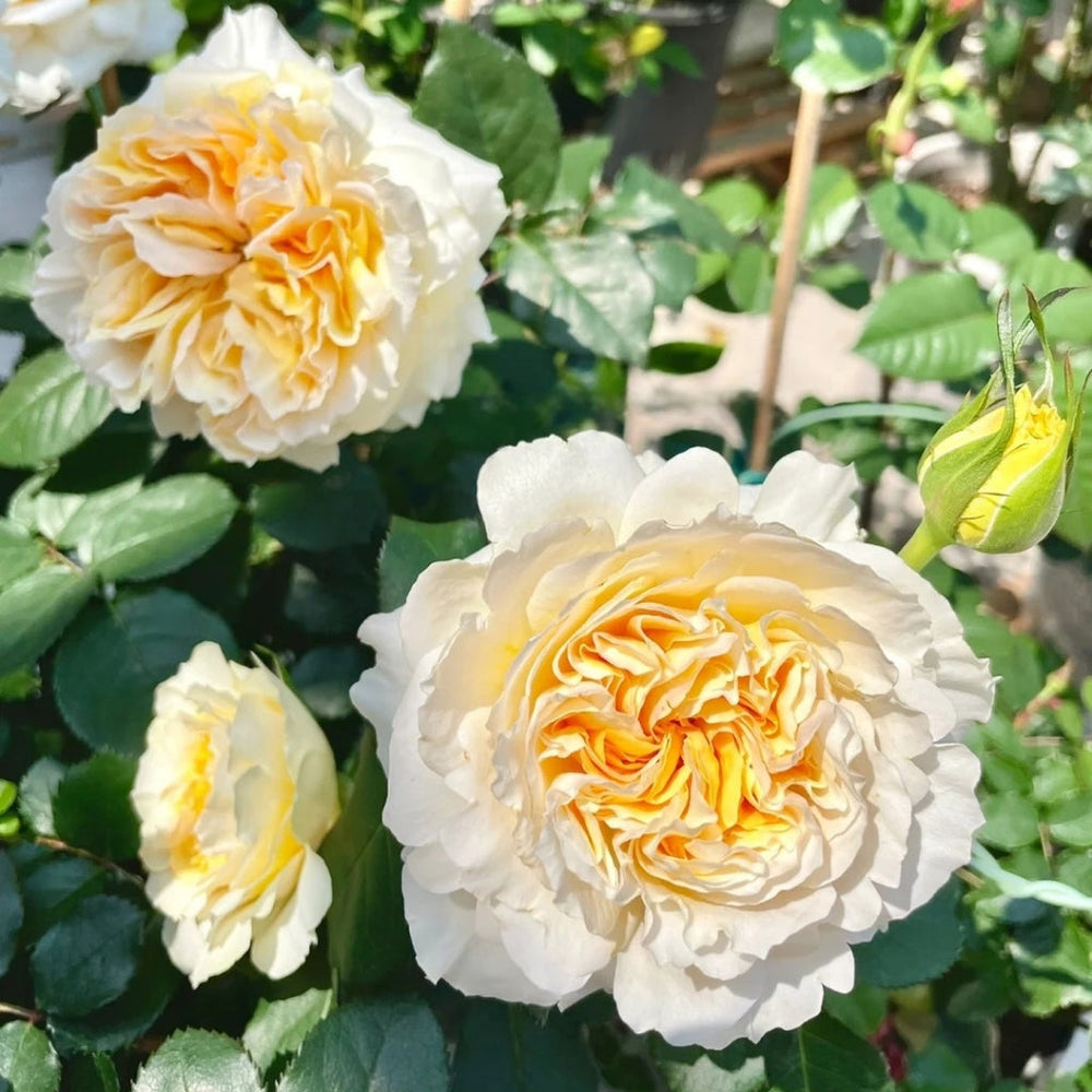 Group of Beatrice roses with yellow centers, surrounded by green leaves in garden at RosesPlant