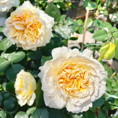 Group of Beatrice roses with yellow centers, surrounded by green leaves in garden at RosesPlant