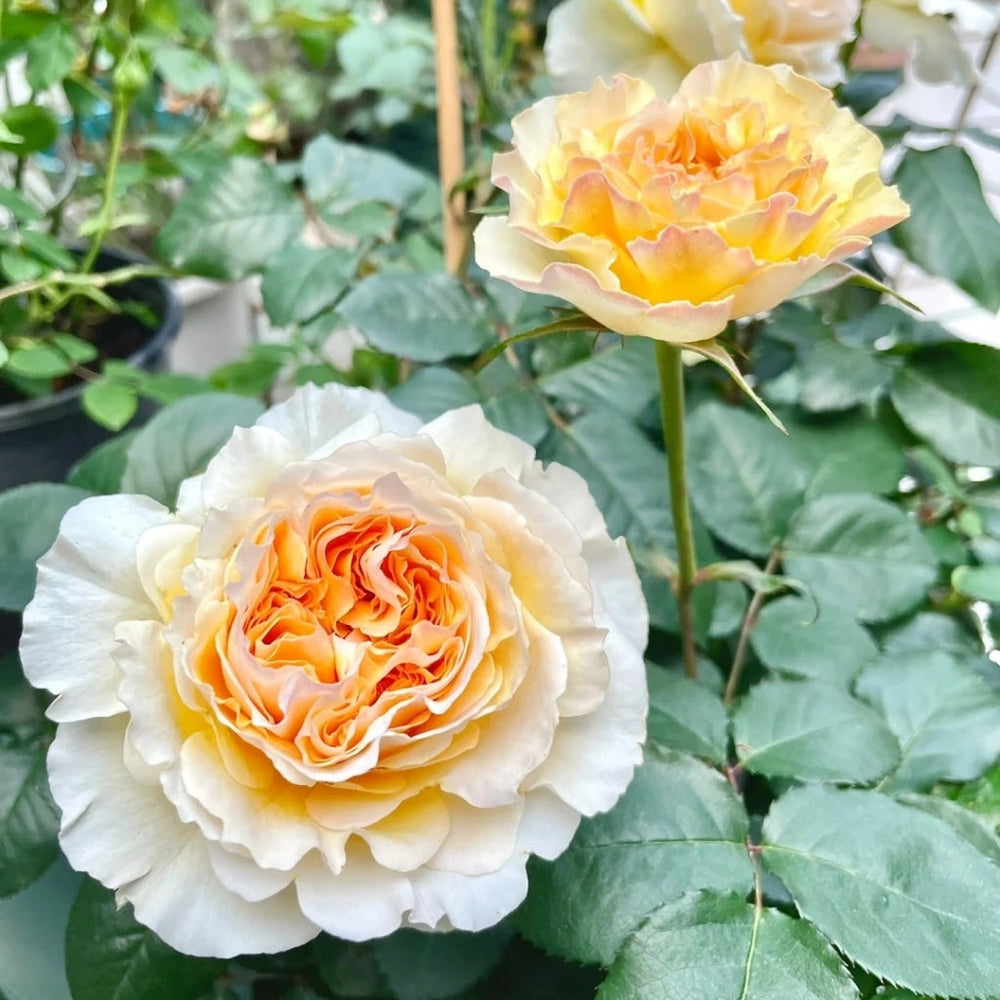 Beatrice roses with yellow-orange centers, potted in garden setting at RosesPlant
