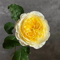 Beatrice Rose - vibrant yellow rose with green leaves at Rosesplant