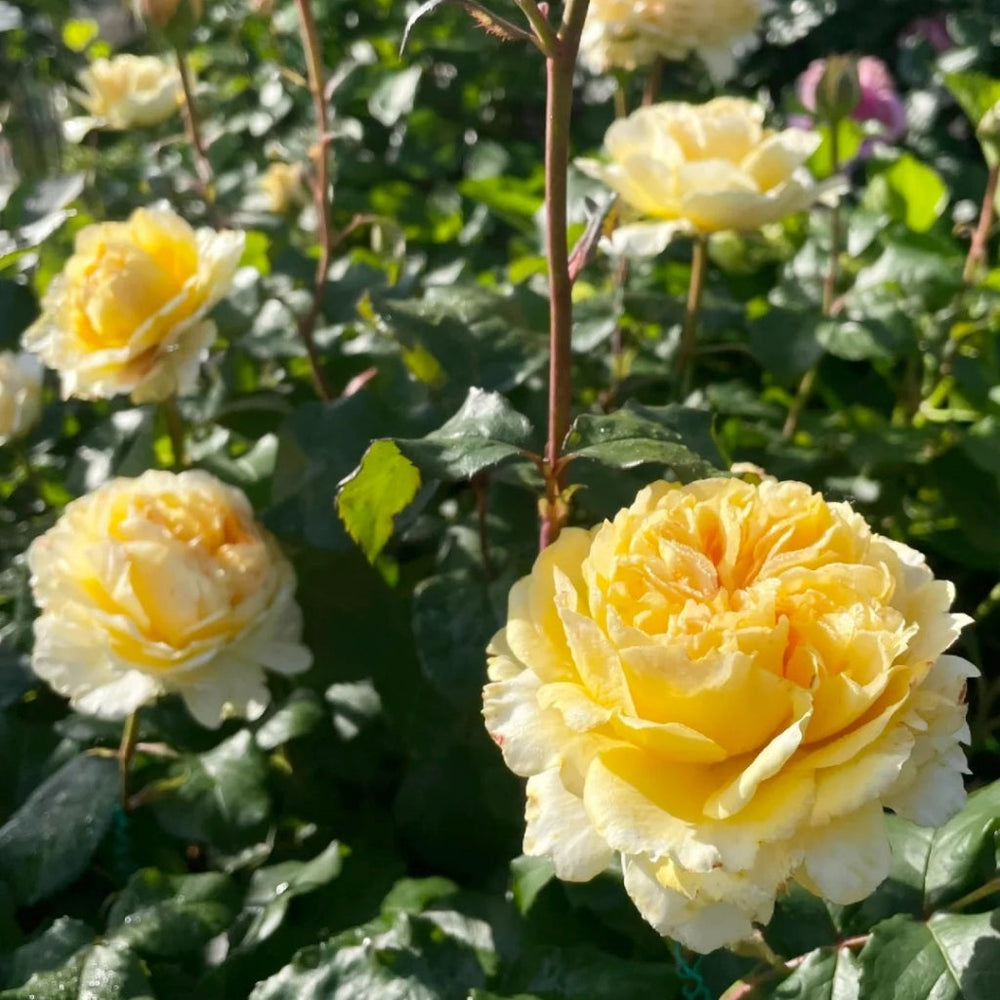 Beatrice Rose - vibrant yellow cream roses with lush green foliage at RosesPlant