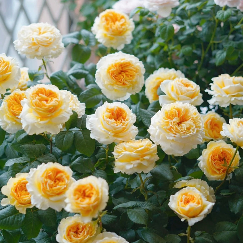 Beatrice Rose - vibrant yellow and white roses with lush green leaves at Rosesplant