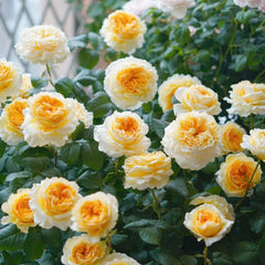 Beatrice Rose - vibrant yellow and white roses with lush green leaves at Rosesplant