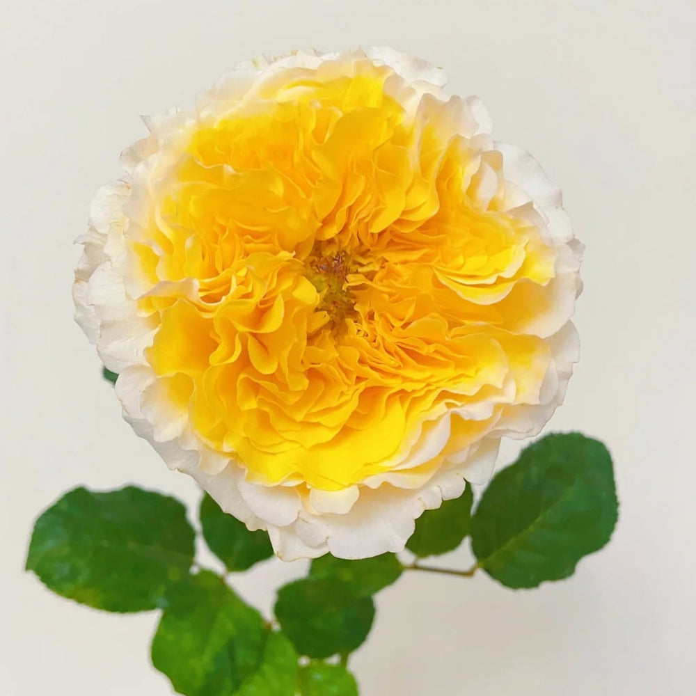 Beatrice Rose - vibrant yellow-white rose with ruffled petals, premium rosesplant