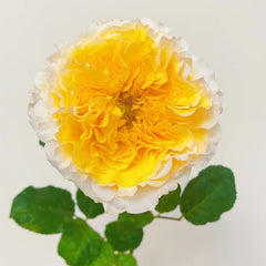 Beatrice Rose - vibrant yellow-white rose with ruffled petals, premium rosesplant