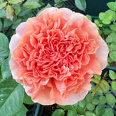Bella d'anjou Rose