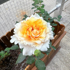 Ben Weatherstaff Rose