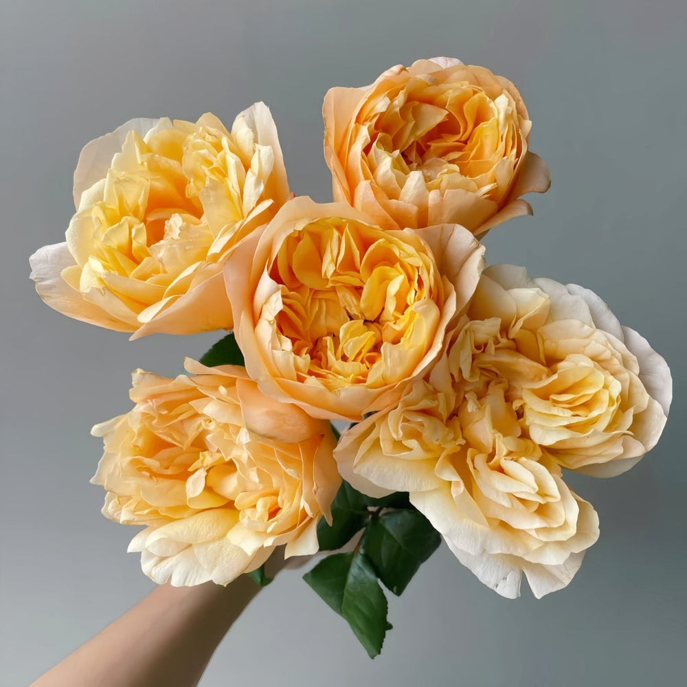 Bergamotte Rose