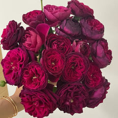 Black Caviar Rose