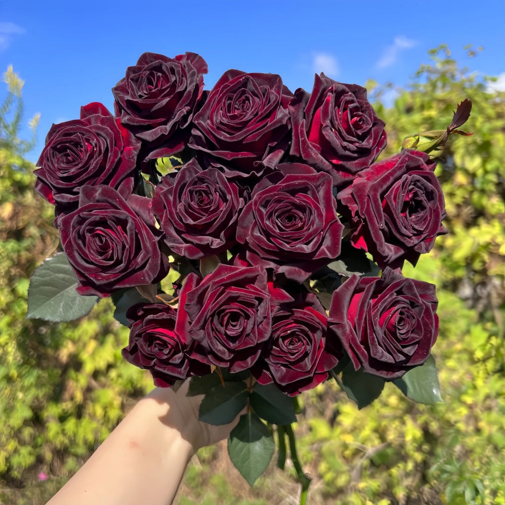 Black Baccara Rose