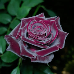 Black Baccara Rose