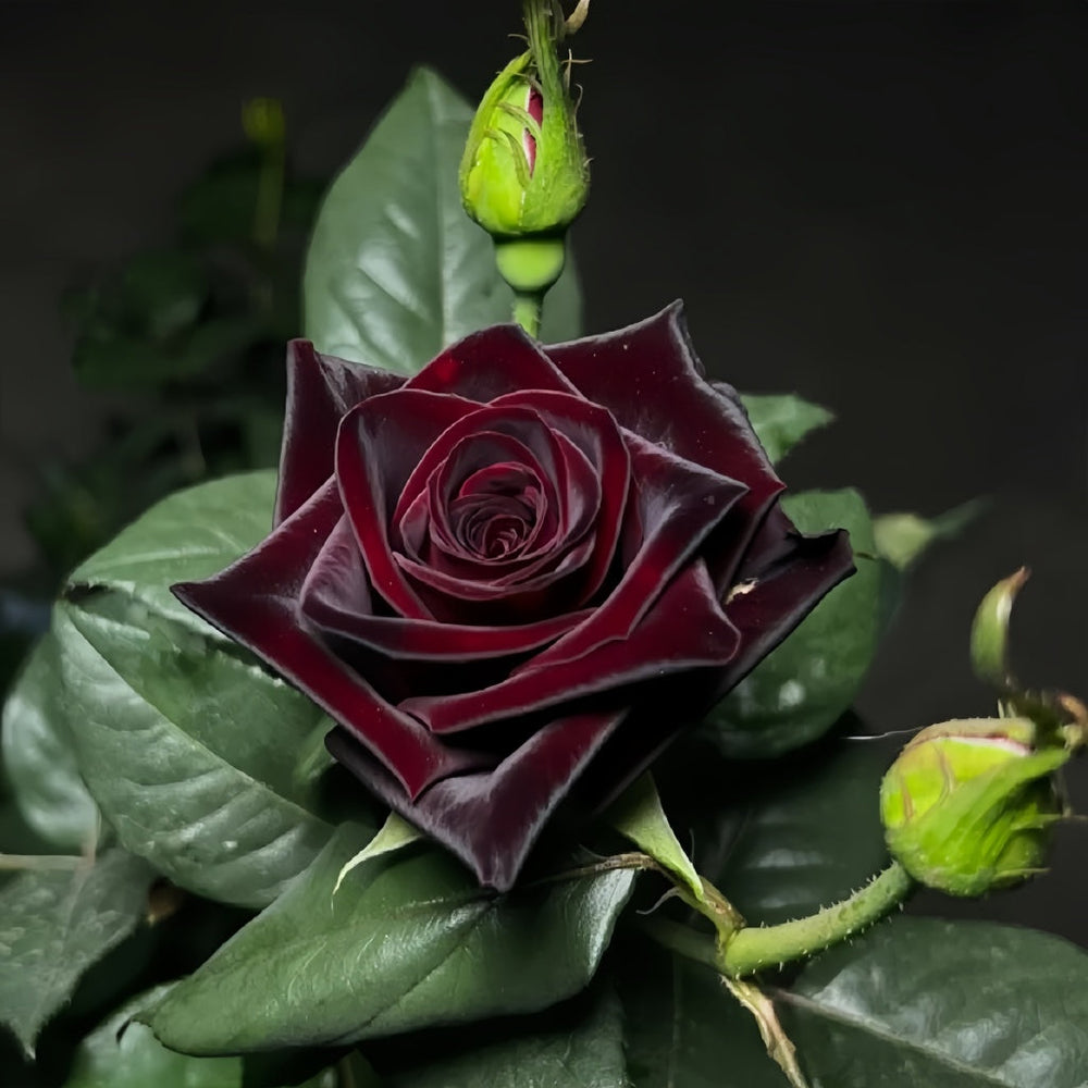 Black Baccara Rose