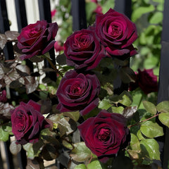 Black Baccara Rose