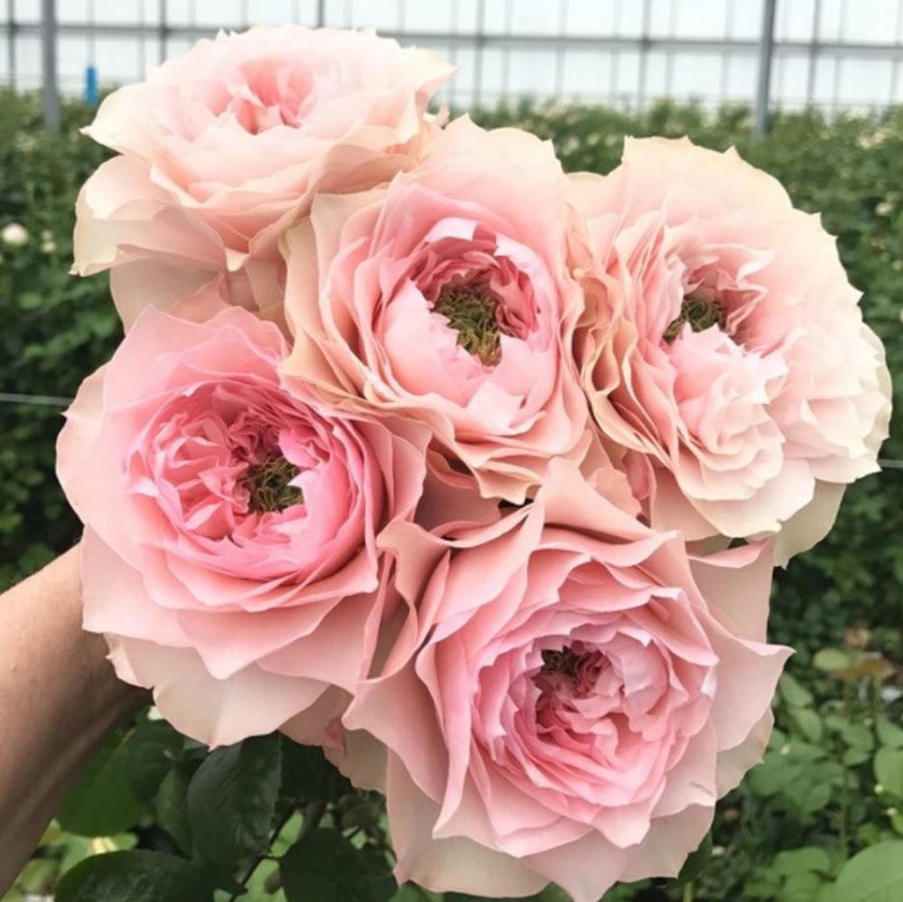 Bloomsbury Rose