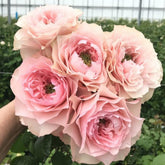 Bloomsbury Rose