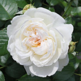 Bolero Rose
