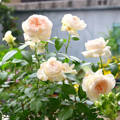 Bolero Rose