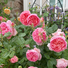 Boscobel Rose