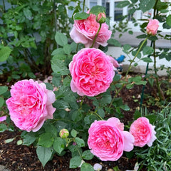 Boscobel Rose