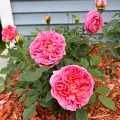 Boscobel Rose