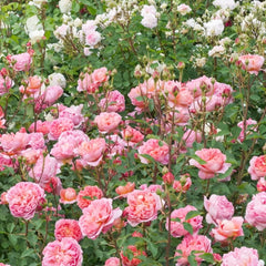 Boscobel Rose