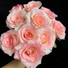 BouLevard Rose