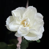Bourgogne Rose