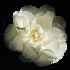 Bourgogne Rose
