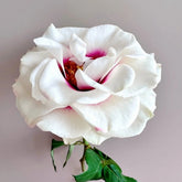 Brideside Rose