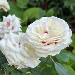 Brideside Rose