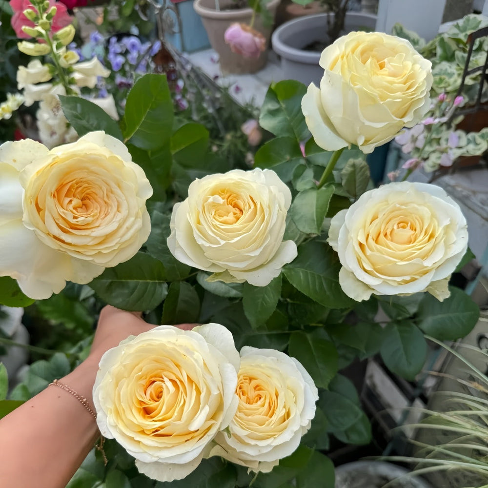 Butter Cup Rose
