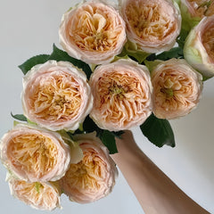 Butterfly Princess Rose