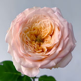 Butterfly Princess Rose
