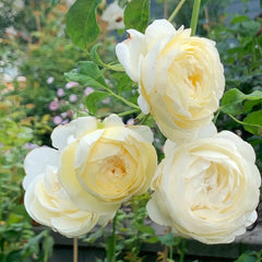 Claire Austin Rose