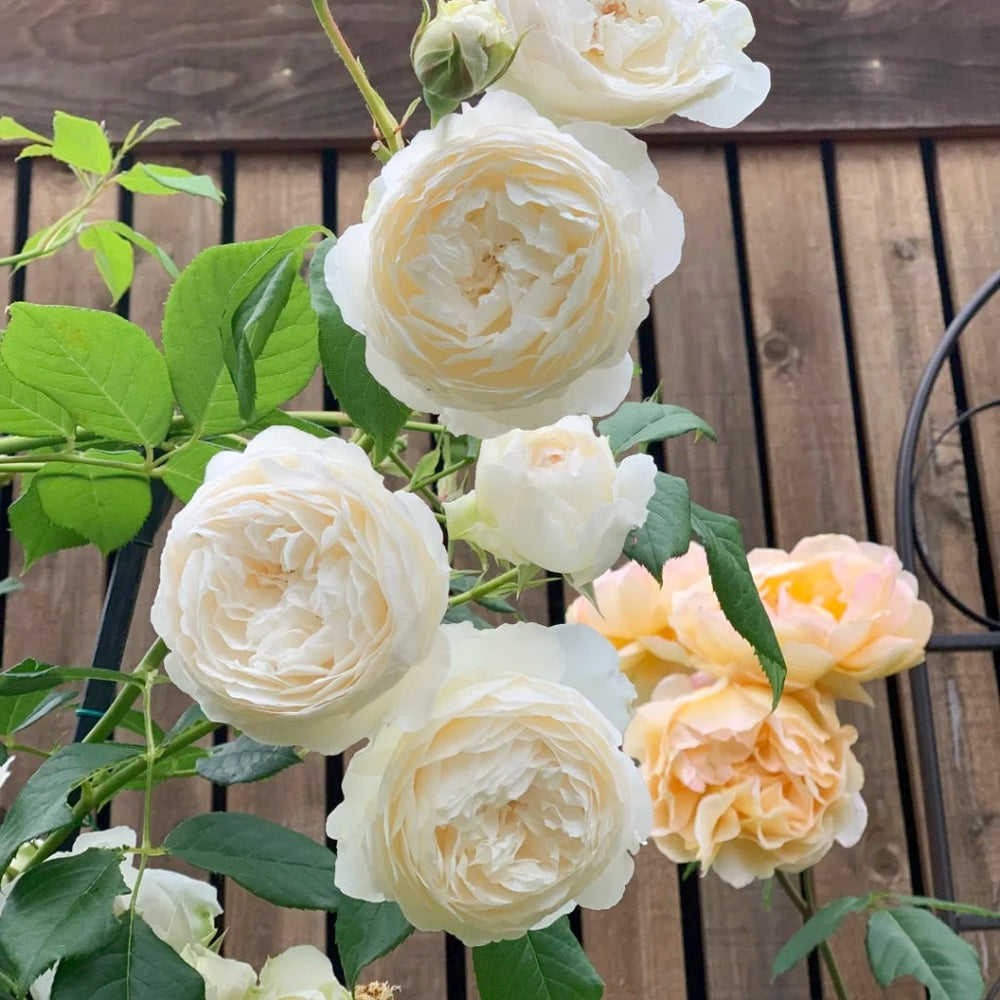 Claire Austin Rose