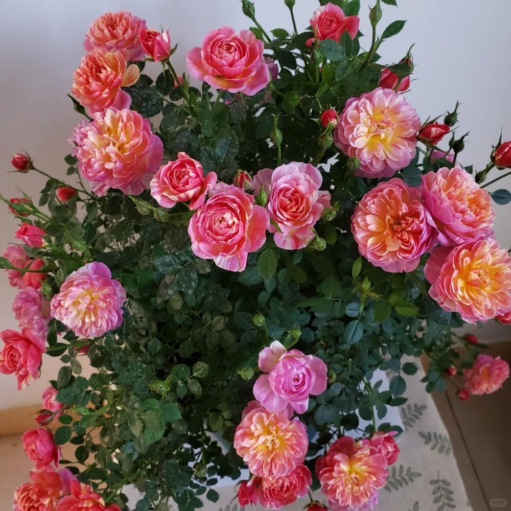 CacheCacheRose