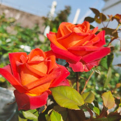 Cafe Del Mar Rose