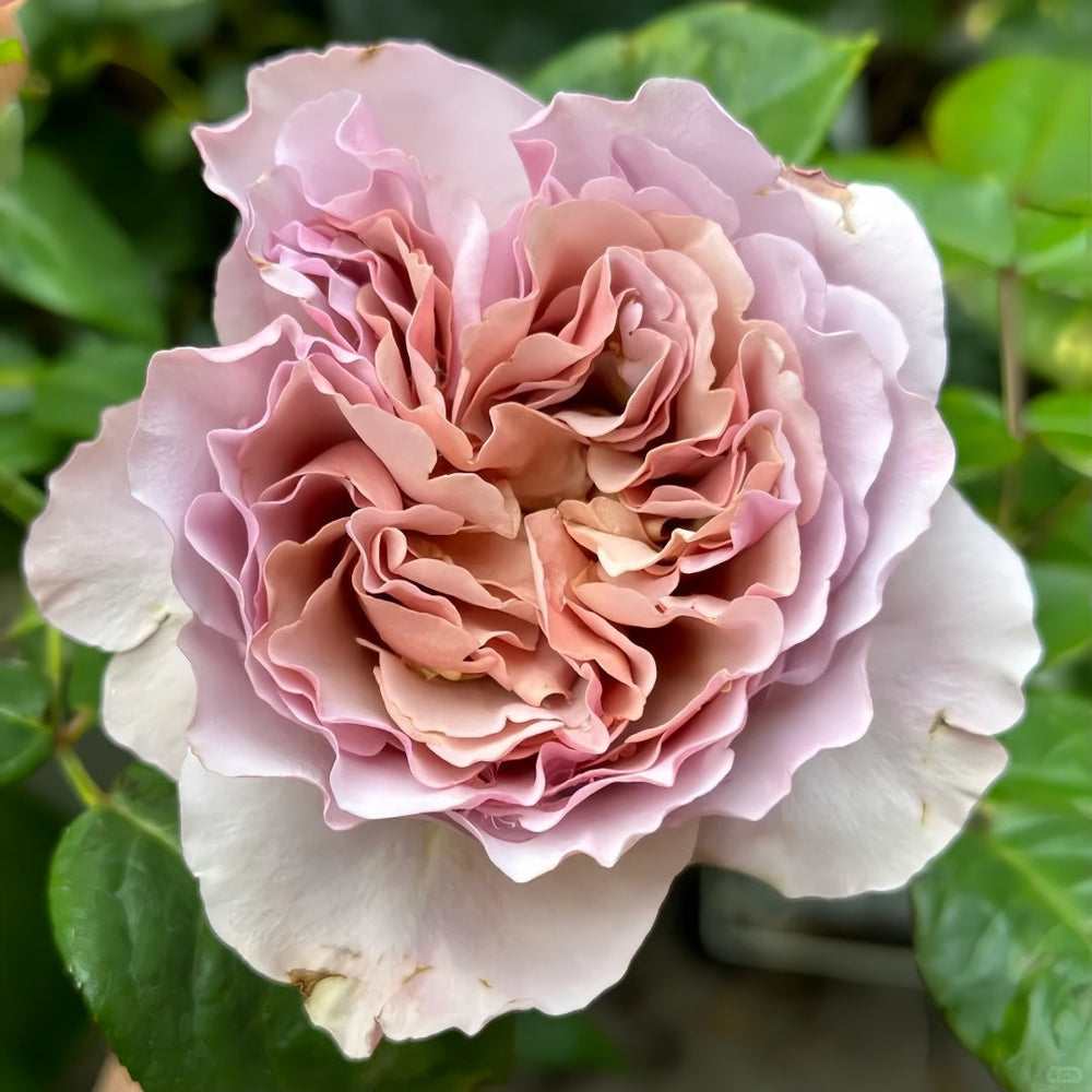 Caffe Latte Rose