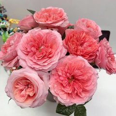 Candy X-Pression Rose