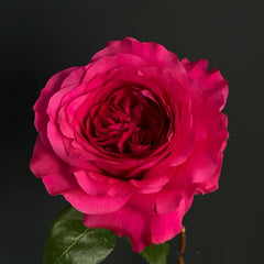 Capability Rose
