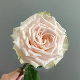 Capodimonte Rose