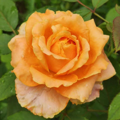 Caraluna Rose