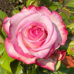 Carrousel Rose