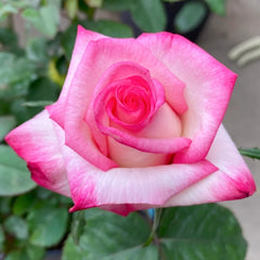 Carrousel Rose