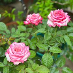 Carrousel Rose
