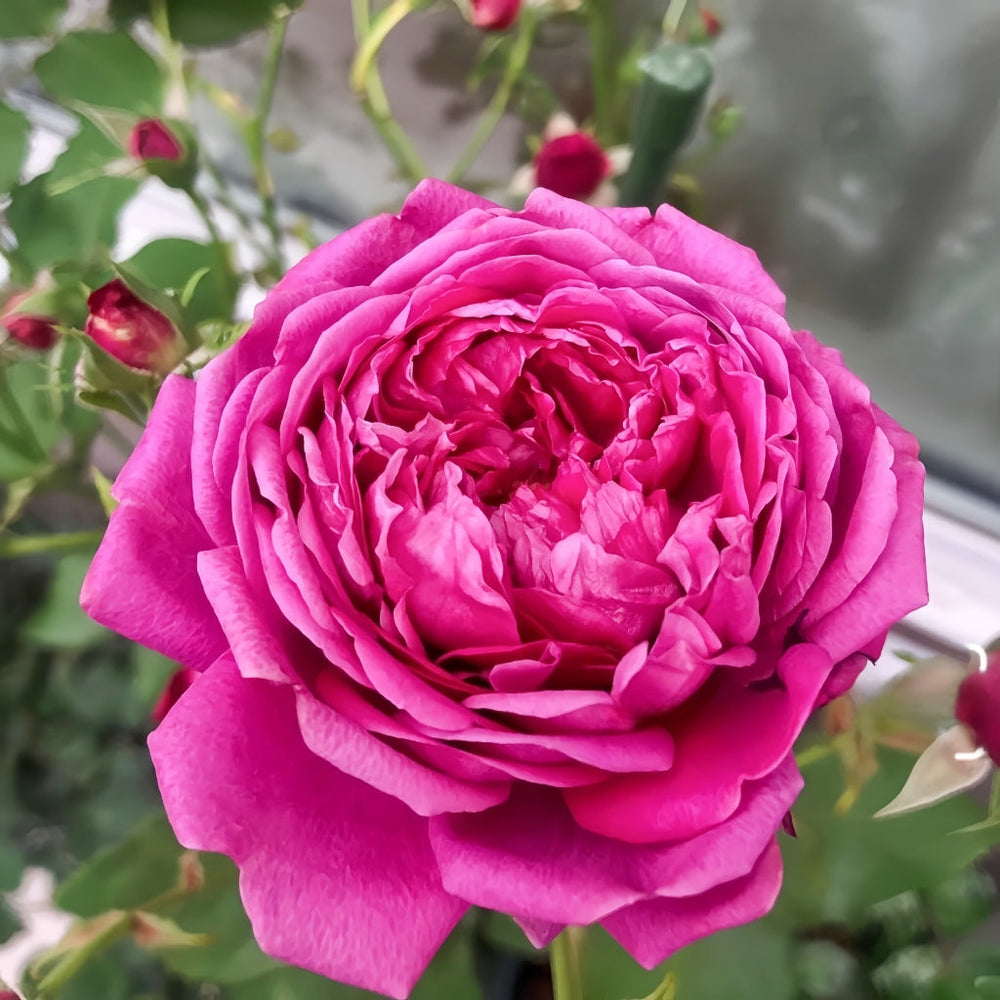 Cartonnage Rose