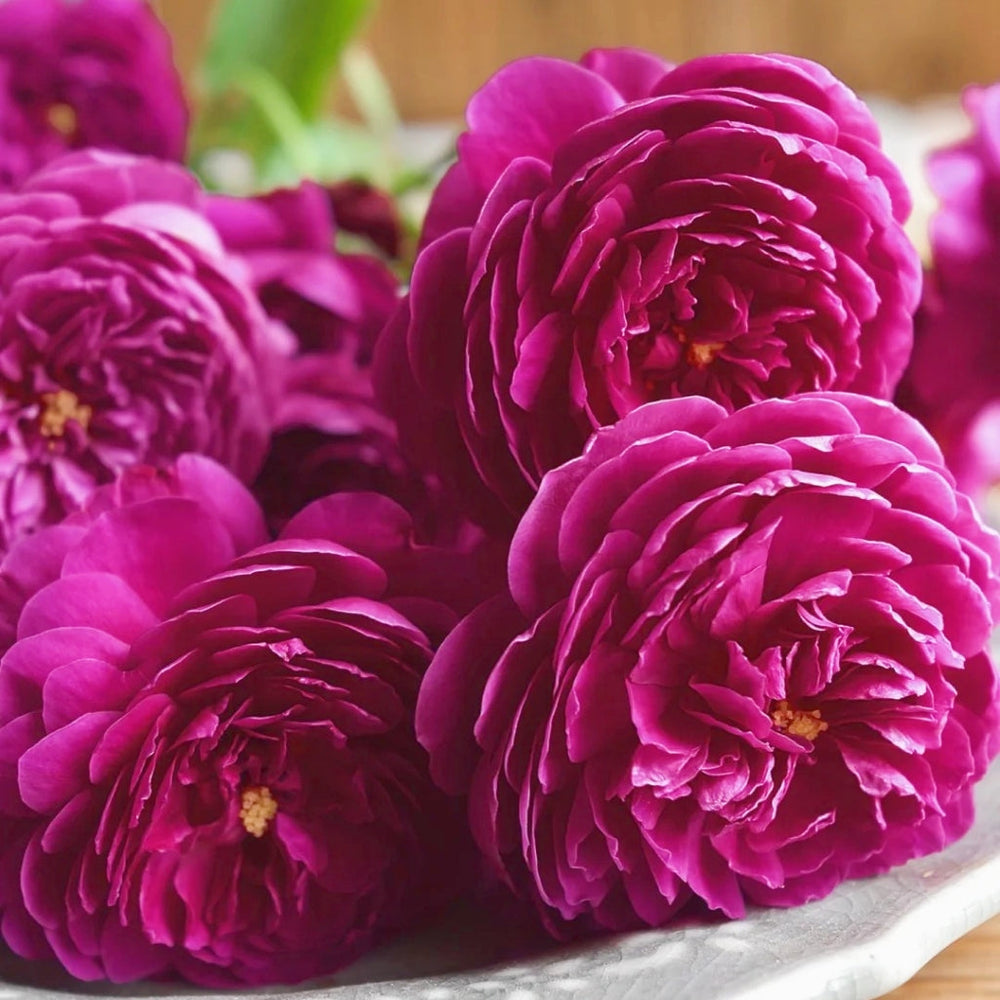 Cartonnage Rose
