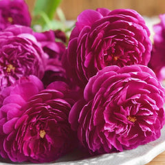 Cartonnage Rose
